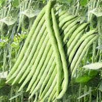 NZ Super King Pole Beans Seeds - Ashoka | Buy Online at Best Price