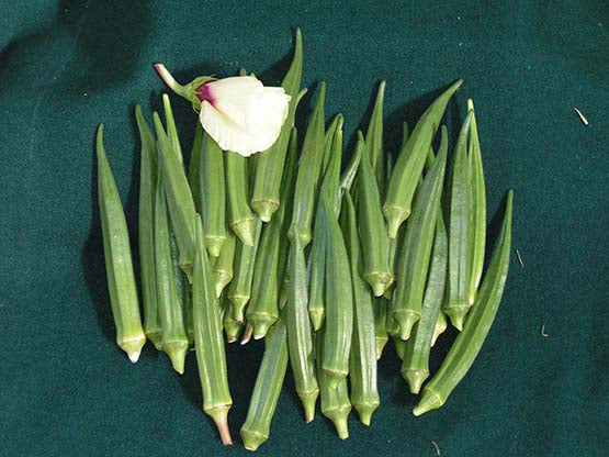 Indam 9821 Bhendi (Okra) Seeds - Indo American | F1 Hybrid | Buy Online at Best Price