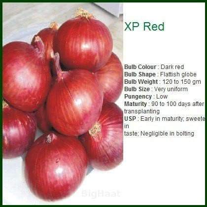 XP Red Onion Seeds - Seminis | F1 Hybrid | Buy Online at Best Price