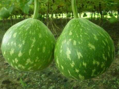 Pan 1719 Bottle Gourd Seeds | F1 Hybrid | Buy Online at Best Price