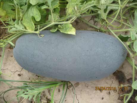 Pan 2053 Spl Watermelon Seeds | F1 Hybrid | Buy Online at Best Price