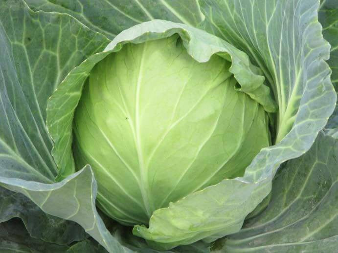 Pan 3451 Cabbage Seeds | F1 Hybrid | Buy Online at Best Price