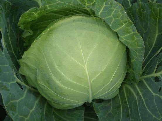 Pan Pluto Cabbage Seeds | F1 Hybrid | Buy Online at Best Price