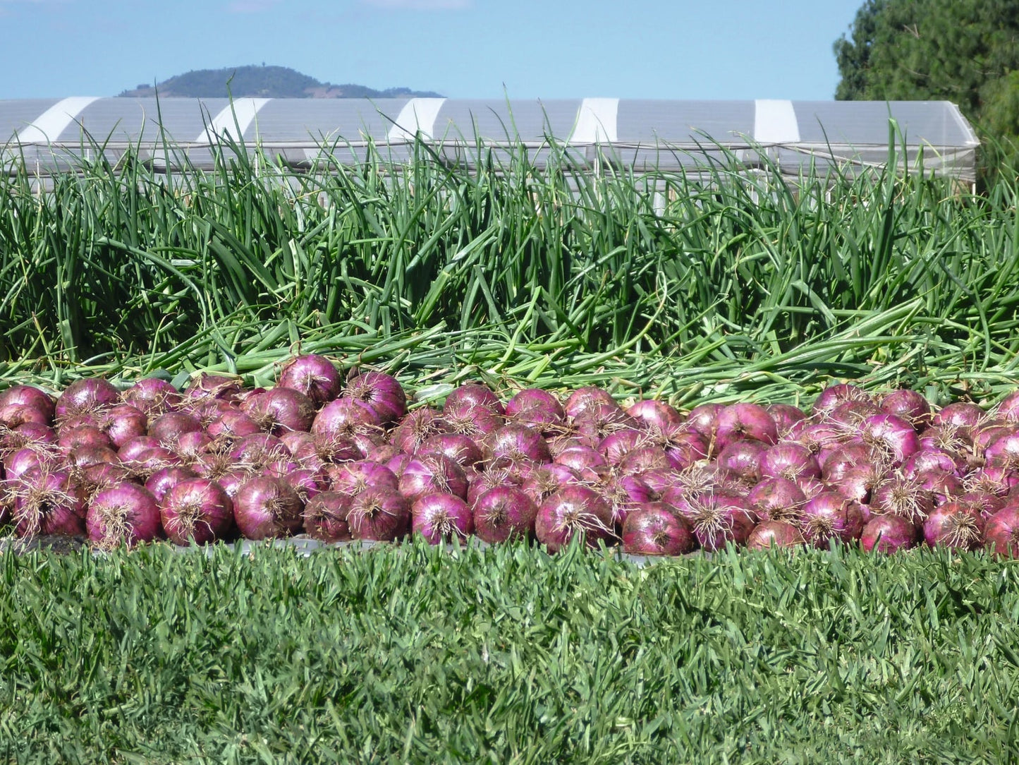 Red Nice Onion Seeds - Bejo | F1 Hybrid | Buy Online at Best Price