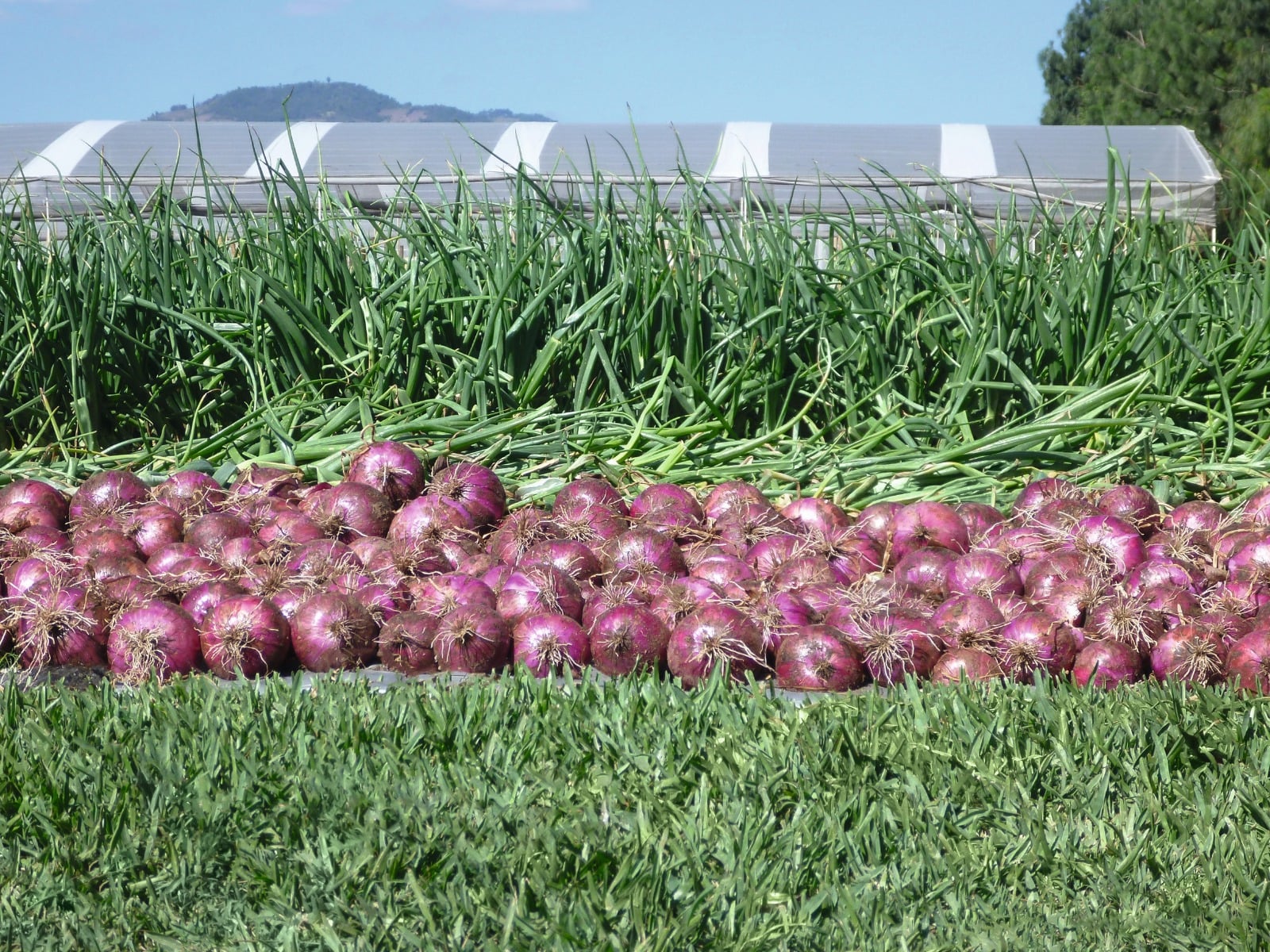 Red Nice Onion Seeds - Bejo | F1 Hybrid | Buy Online at Best Price