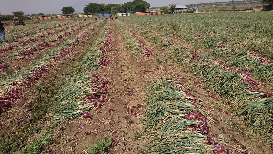 Red Nice Onion Seeds - Bejo | F1 Hybrid | Buy Online at Best Price