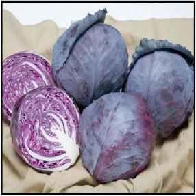 Ruby Ball Red Cabbage Seeds - Takii | F1 Hybrid | Buy Online Now