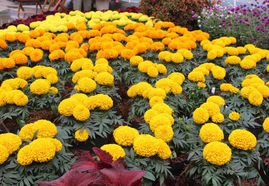 Crown/Radha Marigold Seeds - Sakata | F1 Hybrid | Buy Online at Best Price
