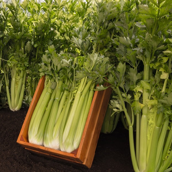 Tall Utah 52/70 - Triumph Celery Seeds - Bejo | F1 Hybrid | Buy Online at Best Price