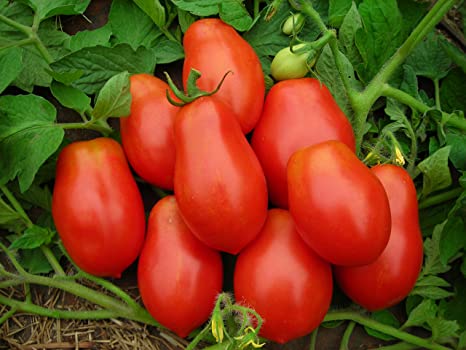 JK Utkristha Tomato Seeds | F1 Hybrid | Buy Online at Best Price