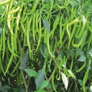 Aadi Chilli Seeds - Univeg | F1 Hybrid | Buy Online at Best Price