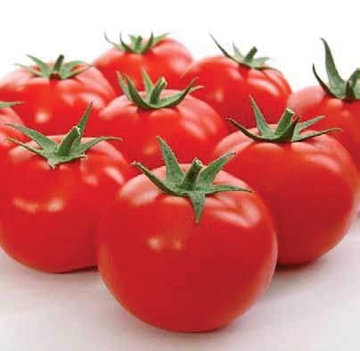 Adi Tomato Seeds - Nongwoo | F1 Hybrid | Buy Online at Best Price