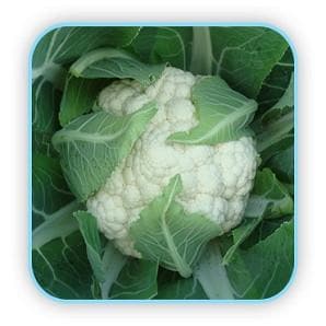 Anandi Cauliflower Seeds - Sungro | F1 Hybrid | Buy Online at Best Price