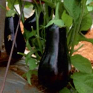 Crown Brinjal Seeds - Fito | F1 Hybrid | Buy Online at Best Price