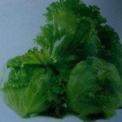 General Lettuce Seeds - Known You | F1 Hybrid | Buy Online at Best Price