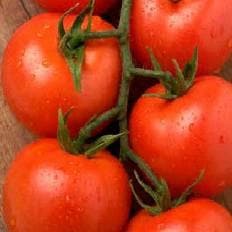 Golu Tomato Seeds - Fito | F1 Hybrid | Buy Online at Best Price