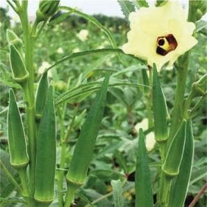 Green Gold Bhindi Seeds - Fito | F1 Hybrid | Buy Online at Best Price