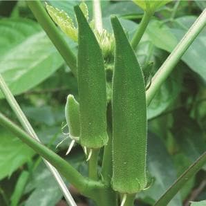 Green Gold Bhindi Seeds - Fito | F1 Hybrid | Buy Online at Best Price