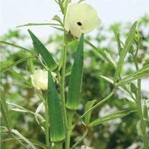 Green Gold Bhindi Seeds - Fito | F1 Hybrid | Buy Online at Best Price