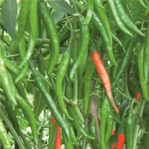 HOT KING-G Chilli Seeds - Fito | F1 Hybrid | Buy Online at Best Price