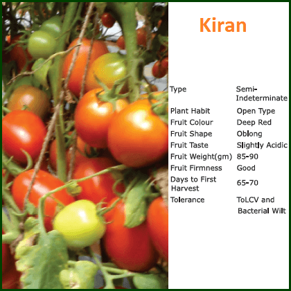 Kiran Tomato Seeds - Bioseed | F1 Hybrid | Buy Online at Best Price