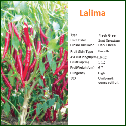 Lalima Chilli Seeds - Bioseed | F1 Hybrid | Buy Online at Best Price