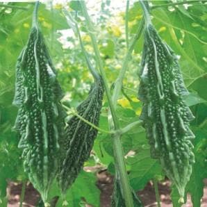 Leader Bittergourd Seeds - Fito | F1 Hybrid | Buy Online at Best Price
