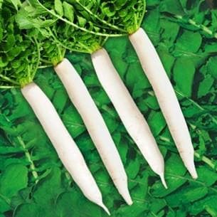 Mahy 22 Radish Seeds - Sungro | F1 Hybrid | Buy Online at Best Price