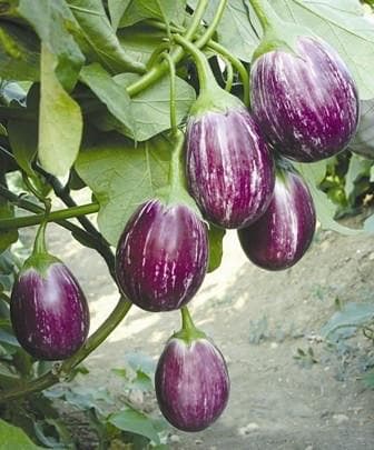 Manjushree Brinjal Seeds - VNR | F1 Hybrid | Buy Online at Best Price