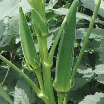 Mona 002 Bhendi Seeds - Advanta | F1 Hybrid | Buy Online at Best Price