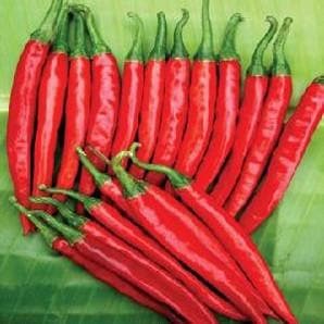 NS 208 Chilli Seeds - Namdhari | F1 Hybrid | Buy Online at Best Price
