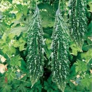NS 453 Bitter Gourd Seeds - Namdhari | F1 Hybrid | Buy Online at Best Price