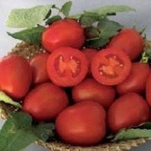 NS 501 (6H 81) Tomato Seeds - Namdhari | F1 Hybrid | Buy Online at Best Price