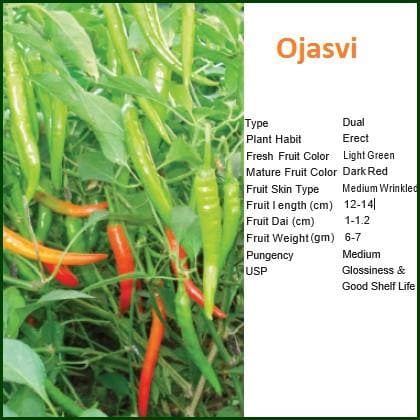 Ojasvi Chilli Seeds - Bioseed | F1 Hybrid | Buy Online at Best Price
