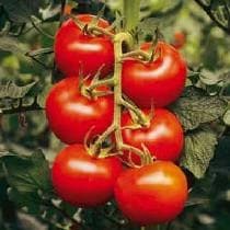 Sikinder Tomato Seeds - Fito | F1 Hybrid | Buy Online at Best Price