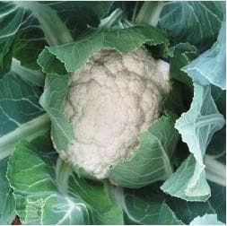 Snow White Cauliflower Seeds - Nuziveedu | F1 Hybrid | Buy Online Now