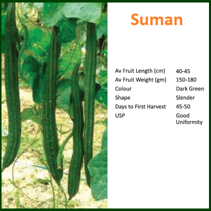 Suman Ridge Gourd Seeds - Bioseed | F1 Hybrid | Buy Online at Best Price