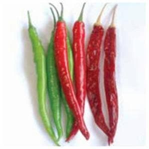 US 611 Chilli Seeds - Nunhems | F1 Hybrid | Buy Online at Best Price