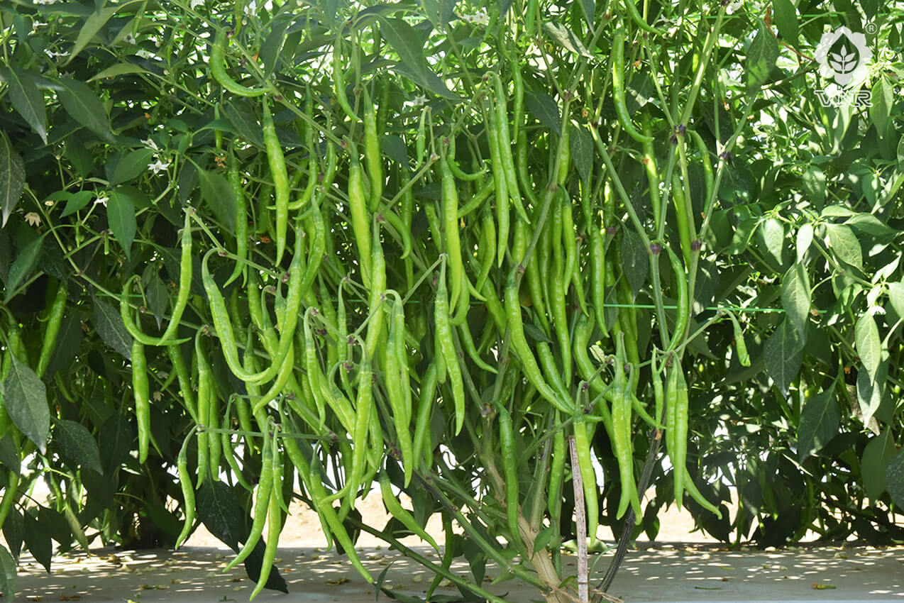 VNR Vidya (725) Chilli Seeds | F1 Hybrid | Buy Online at Best Price