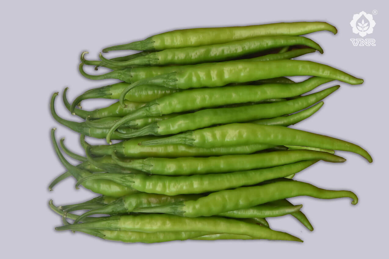 VNR Vidya (725) Chilli Seeds | F1 Hybrid | Buy Online at Best Price