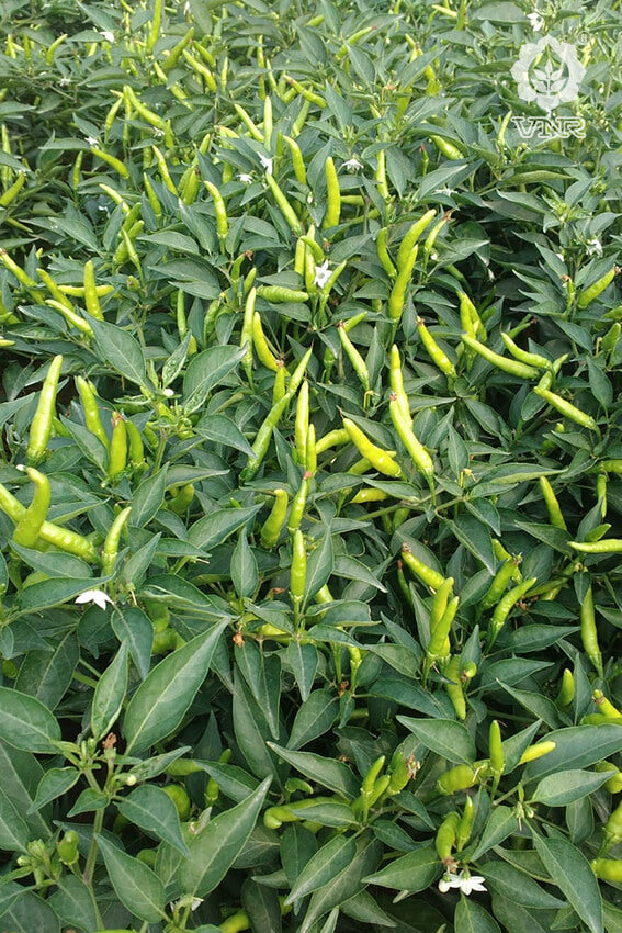 VNR 1366 Chilli Seeds | F1 Hybrid | Buy Online at Best Price