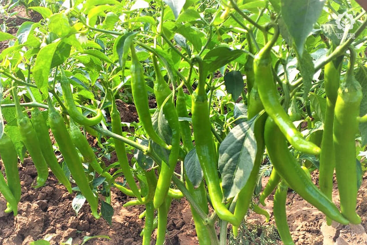 VNR 1921 Chilli Seeds | F1 Hybrid | Buy Online at Best Price