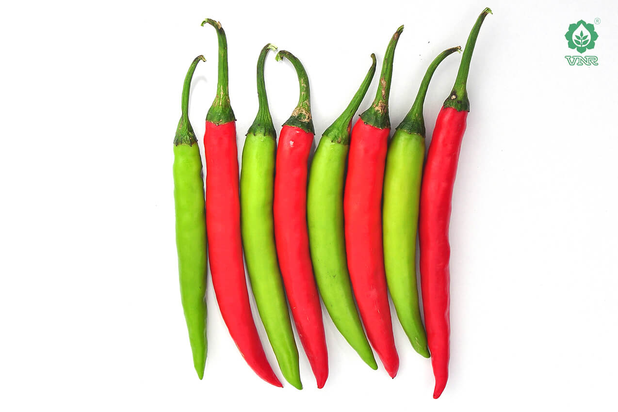 VNR 751 Chilli Seeds | F1 Hybrid | Buy Online at Best Price