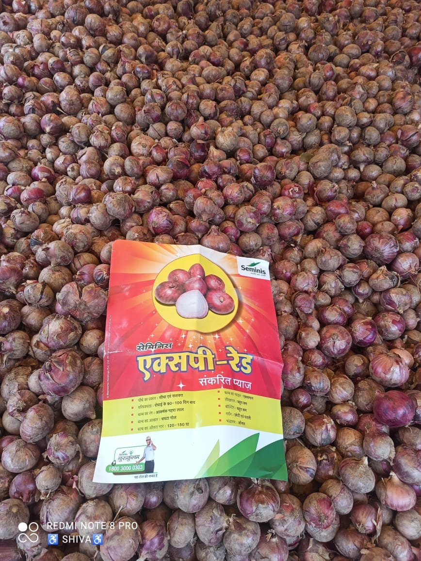 XP Red Onion Seeds - Seminis | F1 Hybrid | Buy Online at Best Price