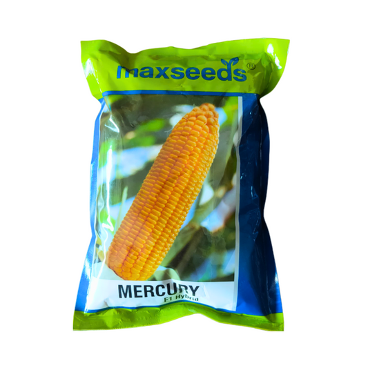 Mercury Sweet Corn Seeds - Max | F1 Hybrid | Buy Online at Best Price