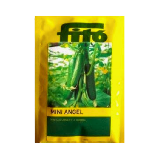 Mini Angel Cucumber Seeds -Fito | F1 Hybrid | Buy Online at Best Price