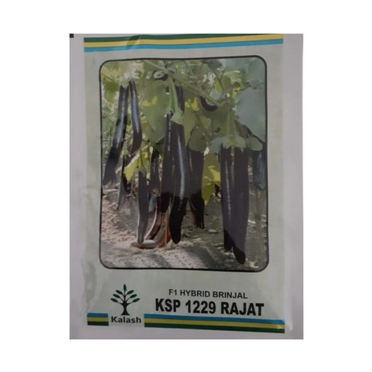 KSP-1229 Rajat Brinjal - Kalash | F1 Hybrid | Buy Online at Best Price