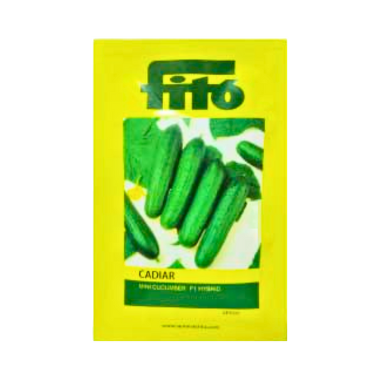 Cadiar Mini Cucumber Seeds - Fito | F1 Hybrid | Buy Online at Best Price
