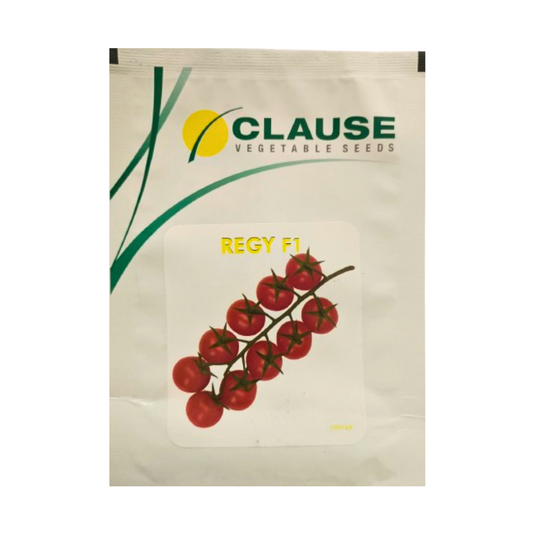 Regy Tomato Seeds - HM Clause | F1 Hybrid | Buy Online at Best Price