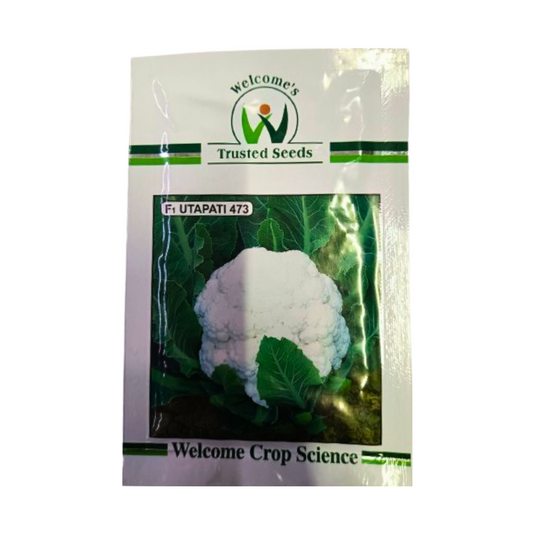 Utapati 473 Cauliflower seeds - Welcome Seeds | F1 Hybrid | Buy Online at Best Price